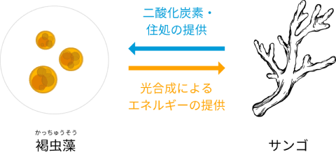 褐虫藻は構造性によるエネルギー提供を行い、サンゴは二酸化炭素・住居の提供を行う