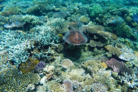造礁サンゴのイメージ1