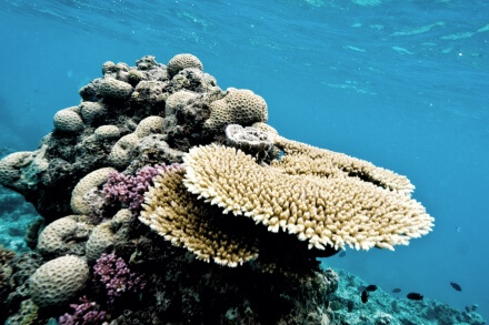 造礁サンゴのイメージ2