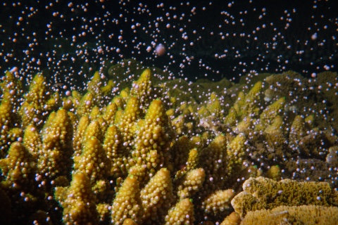 成長と繁殖 サンゴへの取り組み Dmmかりゆし水族館