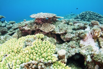 サンゴ礁のイメージ1