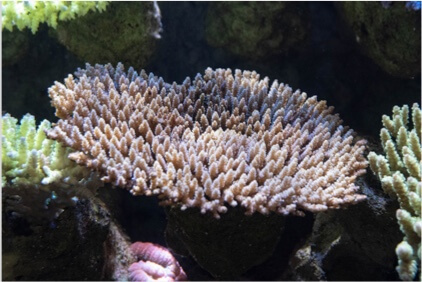 サンゴについて サンゴへの取り組み Dmmかりゆし水族館