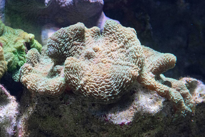 毒性の強いサンゴ サンゴへの取り組み Dmmかりゆし水族館
