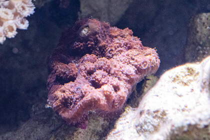 毒性の強いサンゴ サンゴへの取り組み Dmmかりゆし水族館