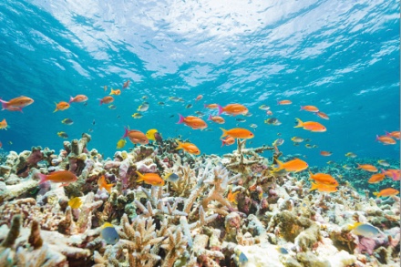 沖縄近海のサンゴとその現状 サンゴへの取り組み Dmmかりゆし水族館