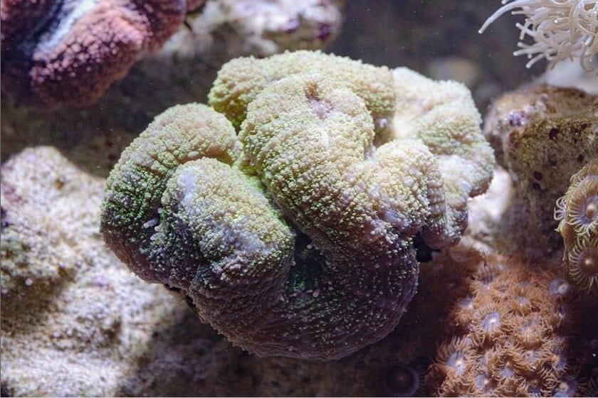さんごの種類 – サンゴの種類の名前 _ サンゴの種類|サンゴへの取り組み|DMMかりゆし水族館 – PJAQB
