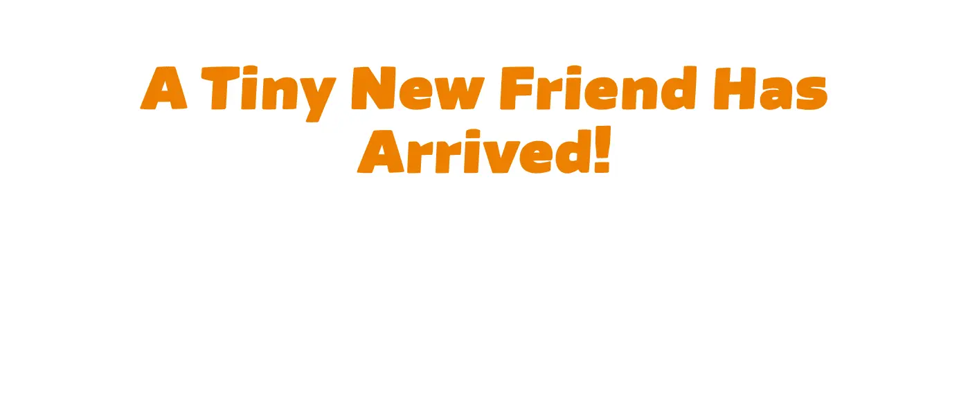 Welcome to Our New Chipmunk Area!