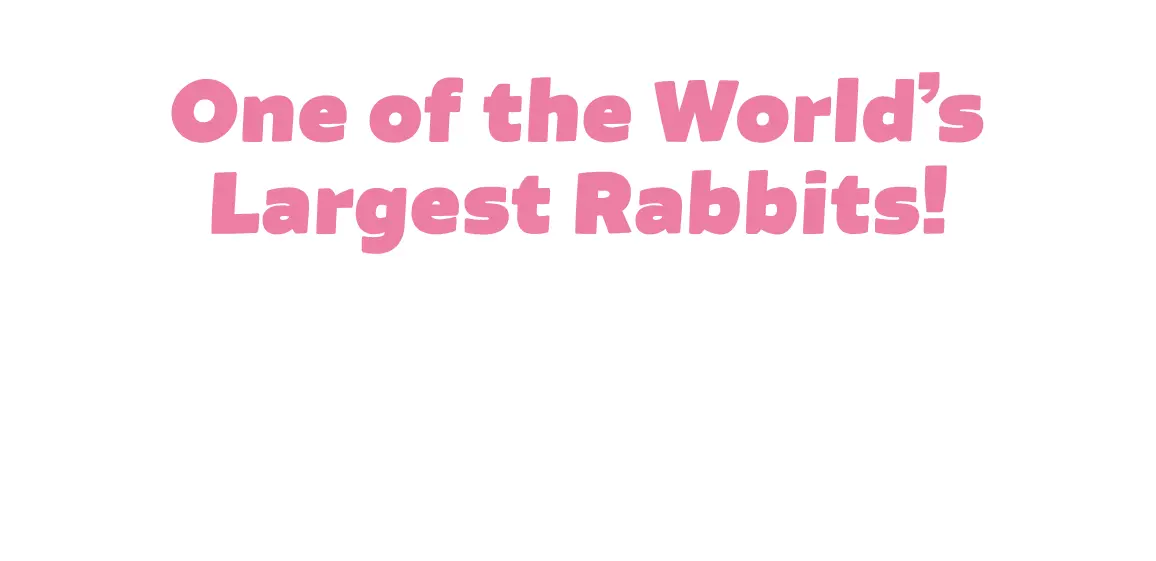 Meet Some of the Worldʼs Largest Rabbits!