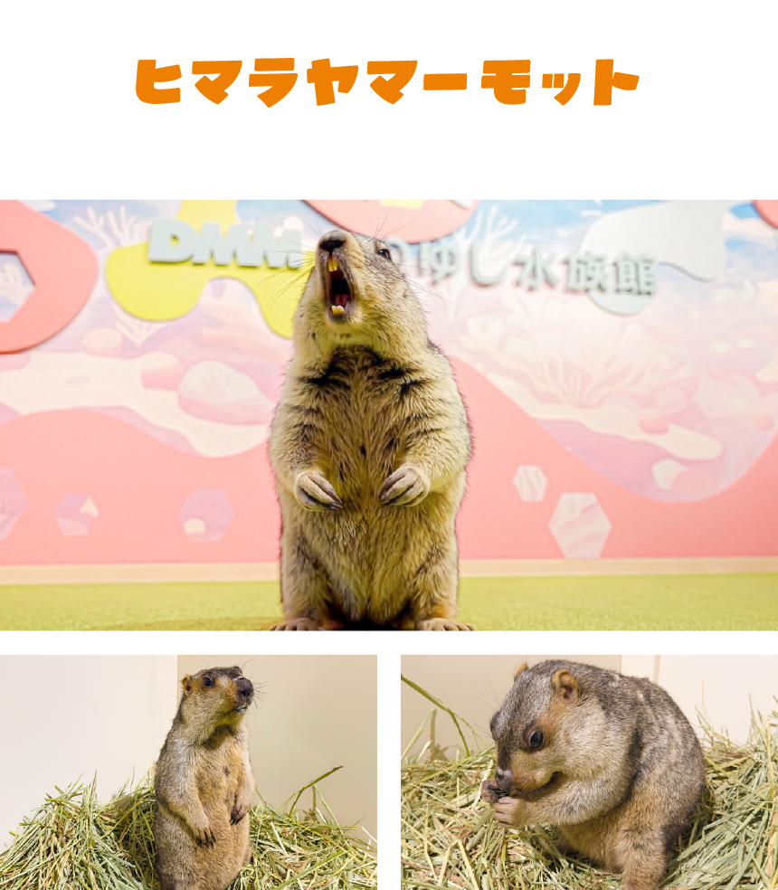 ヒマラヤマーモット
