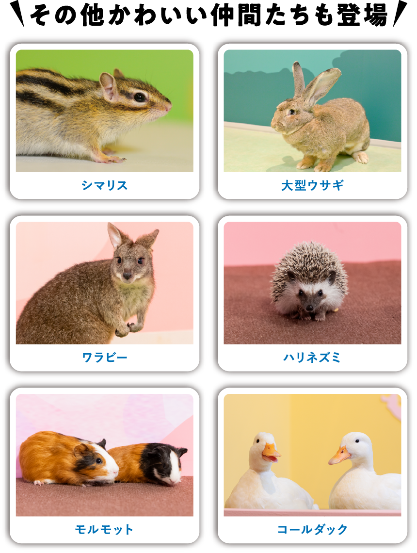 その他かわいい仲間たちも登場