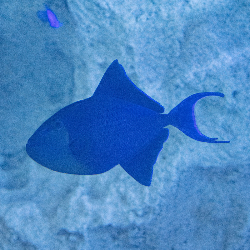 海水魚｜いきもの図鑑｜DMMかりゆし水族館