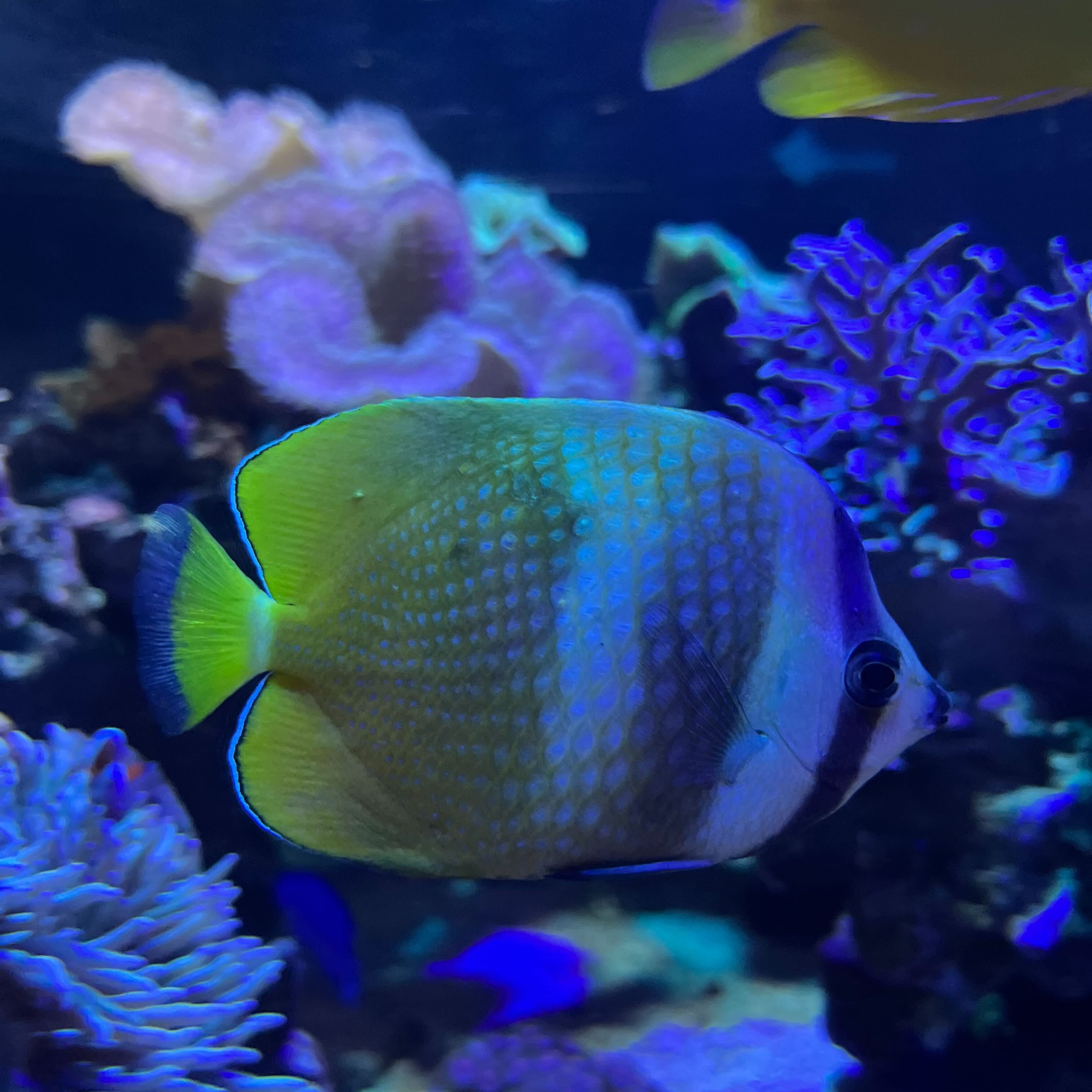 海水魚｜いきもの図鑑｜DMMかりゆし水族館