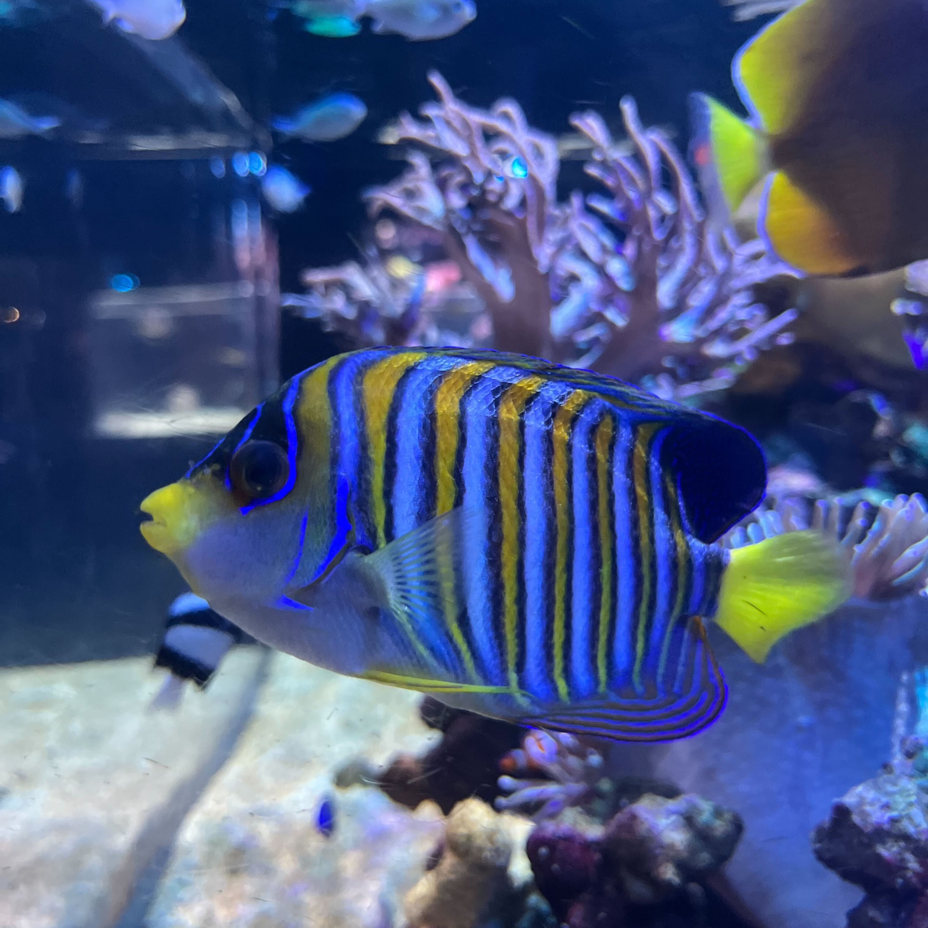 海水魚｜いきもの図鑑｜DMMかりゆし水族館