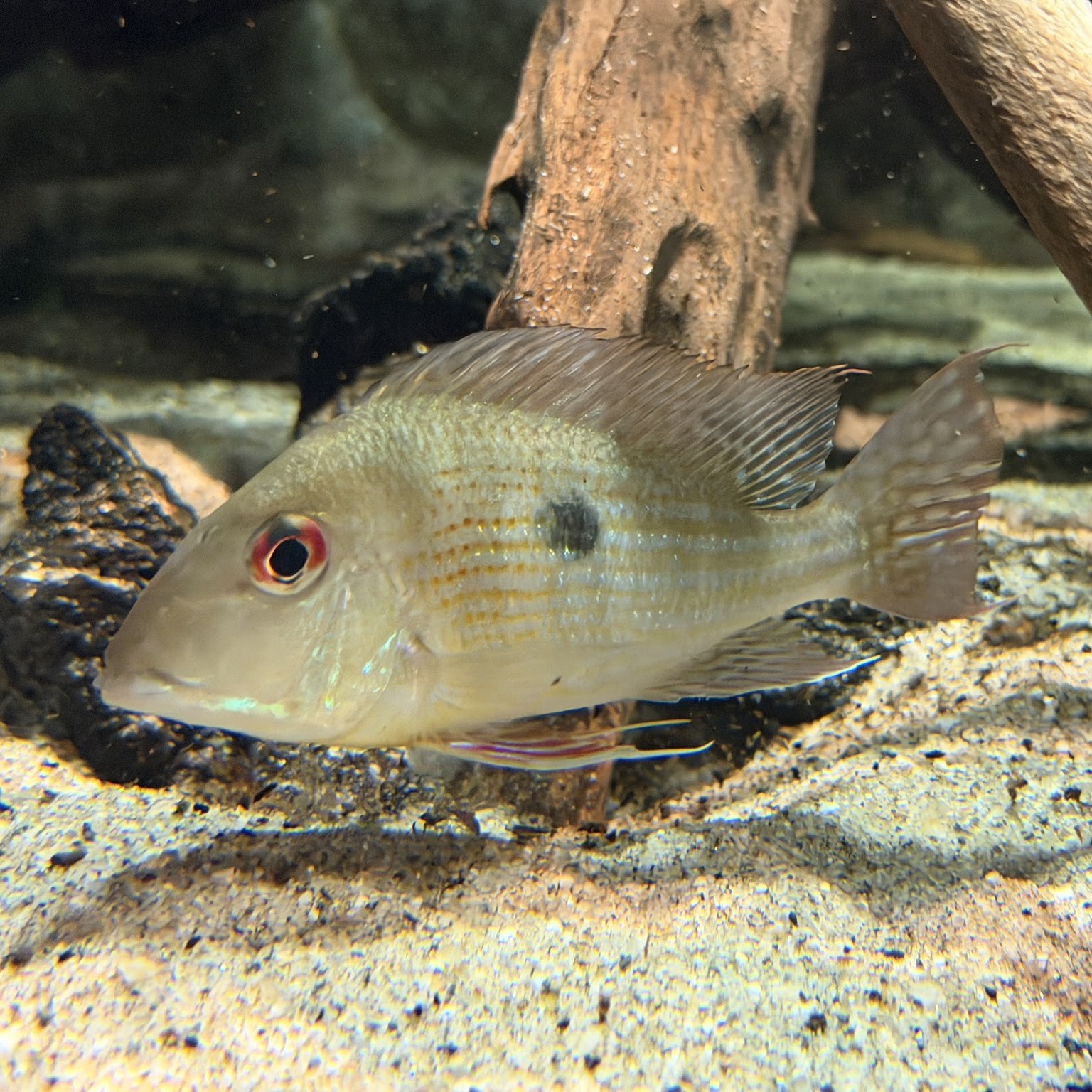 淡水魚｜いきもの図鑑｜DMMかりゆし水族館