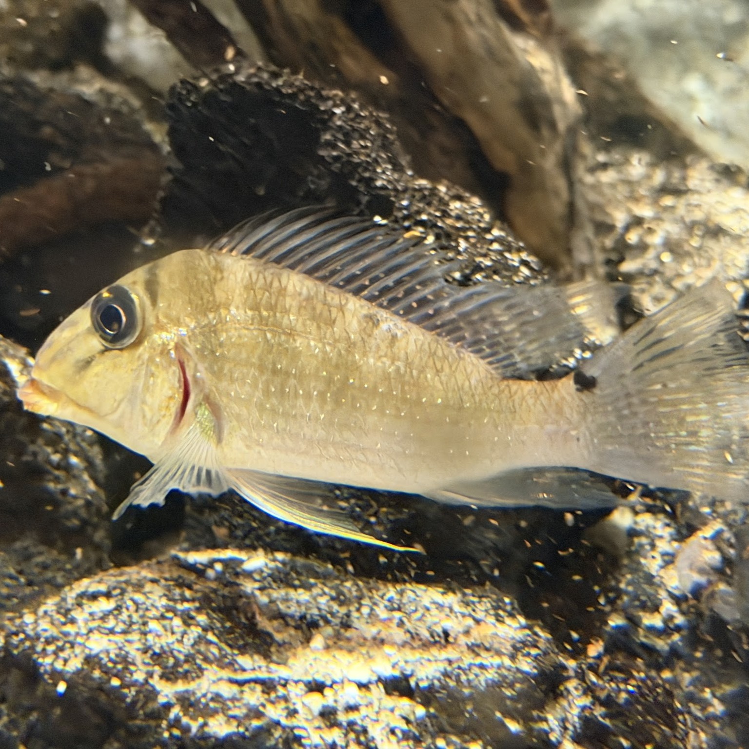 淡水魚｜いきもの図鑑｜DMMかりゆし水族館